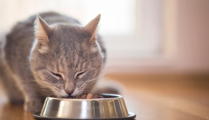 Kucing makan makanan kucing
